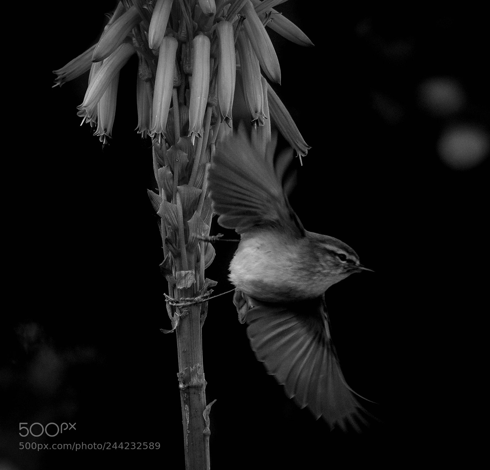 Nikon D500 sample photo. Aves photography