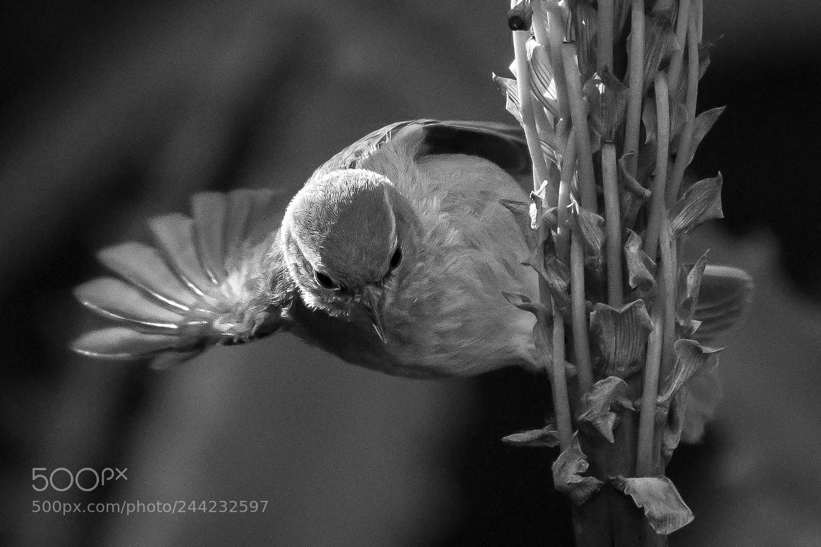 Nikon D500 sample photo. Aves photography
