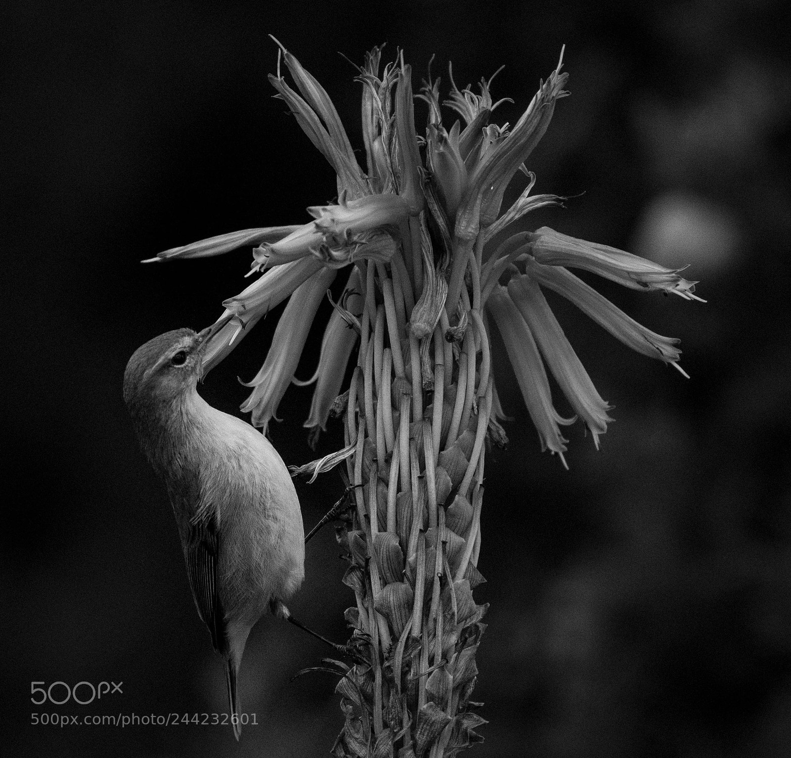 Nikon D500 sample photo. Aves photography