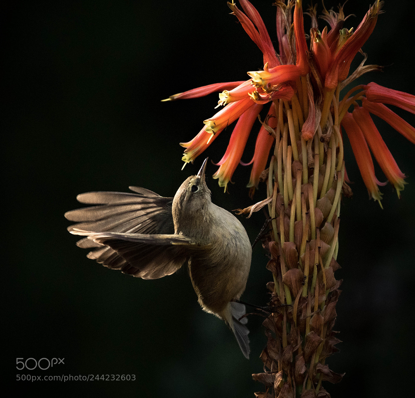 Nikon D500 sample photo. Aves photography