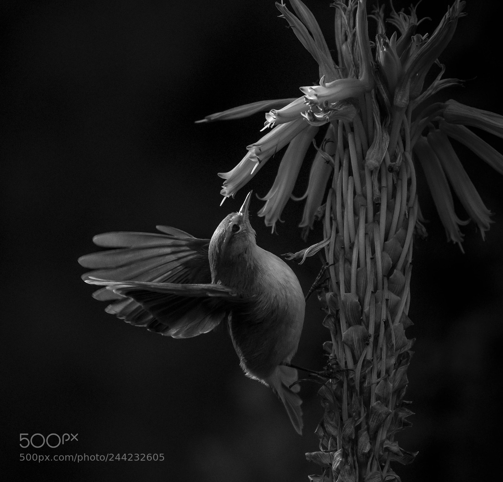 Nikon D500 sample photo. Aves photography