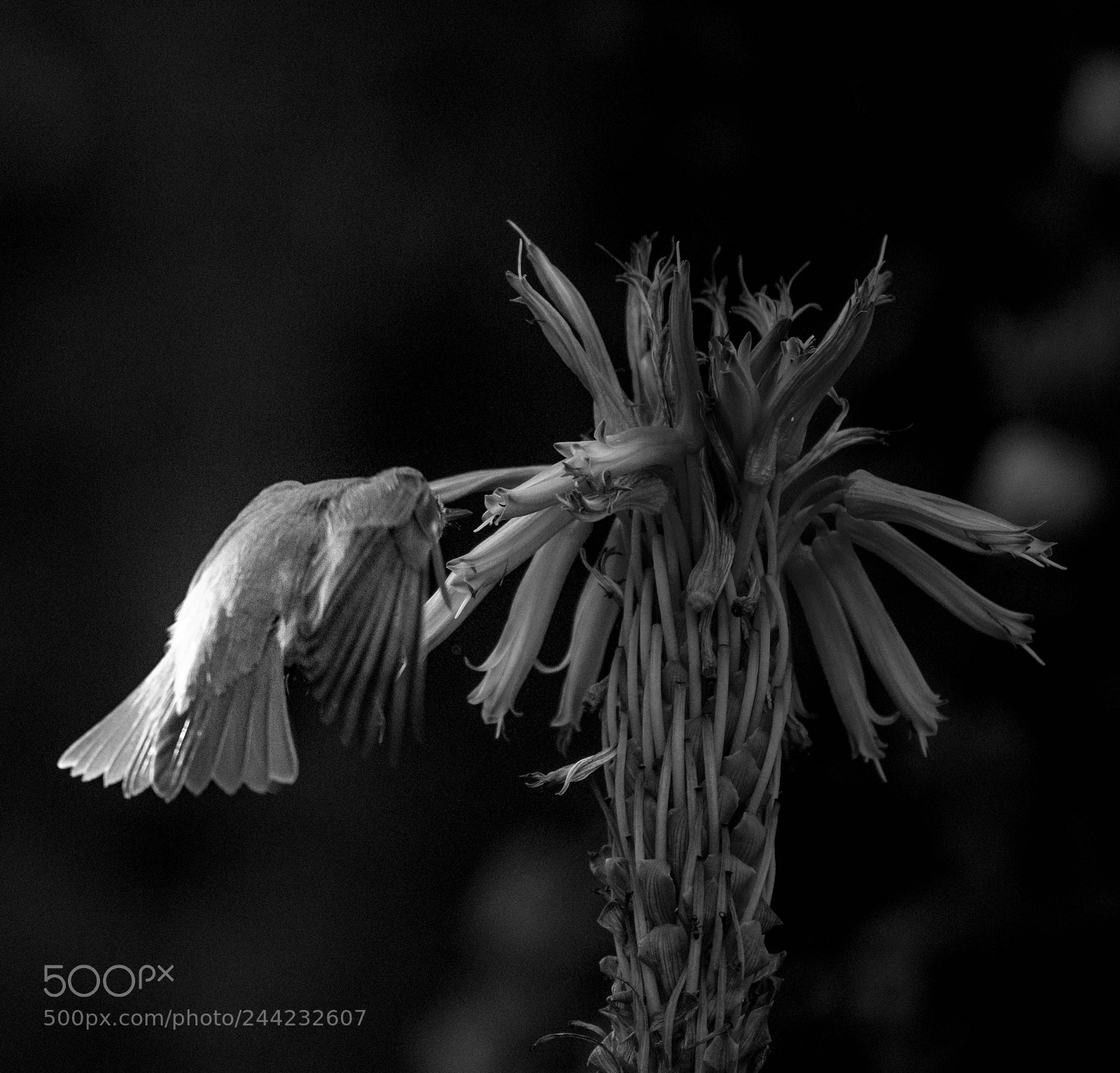 Nikon D500 sample photo. Aves photography