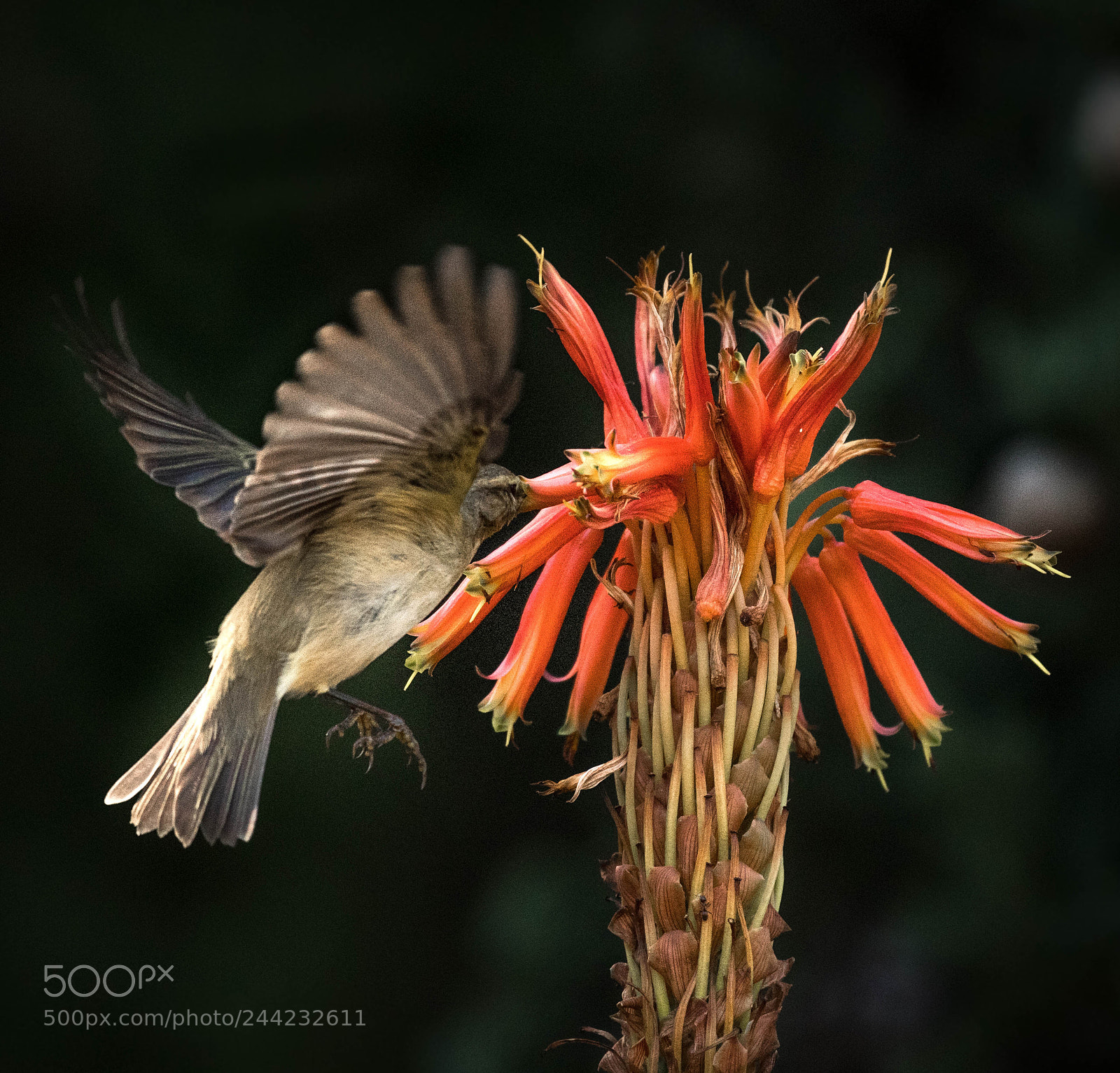 Nikon D500 sample photo. Aves photography