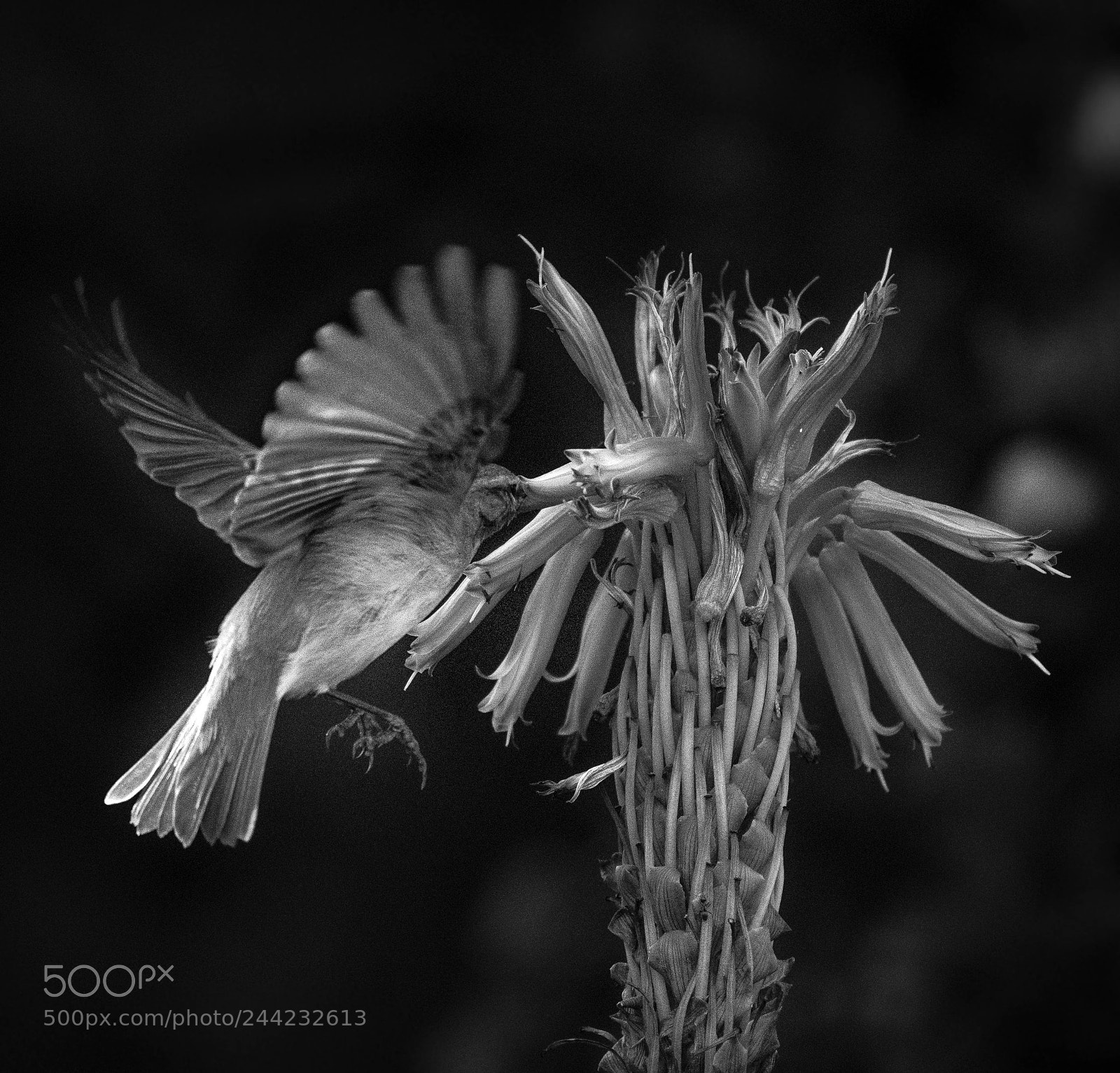 Nikon D500 sample photo. Aves photography
