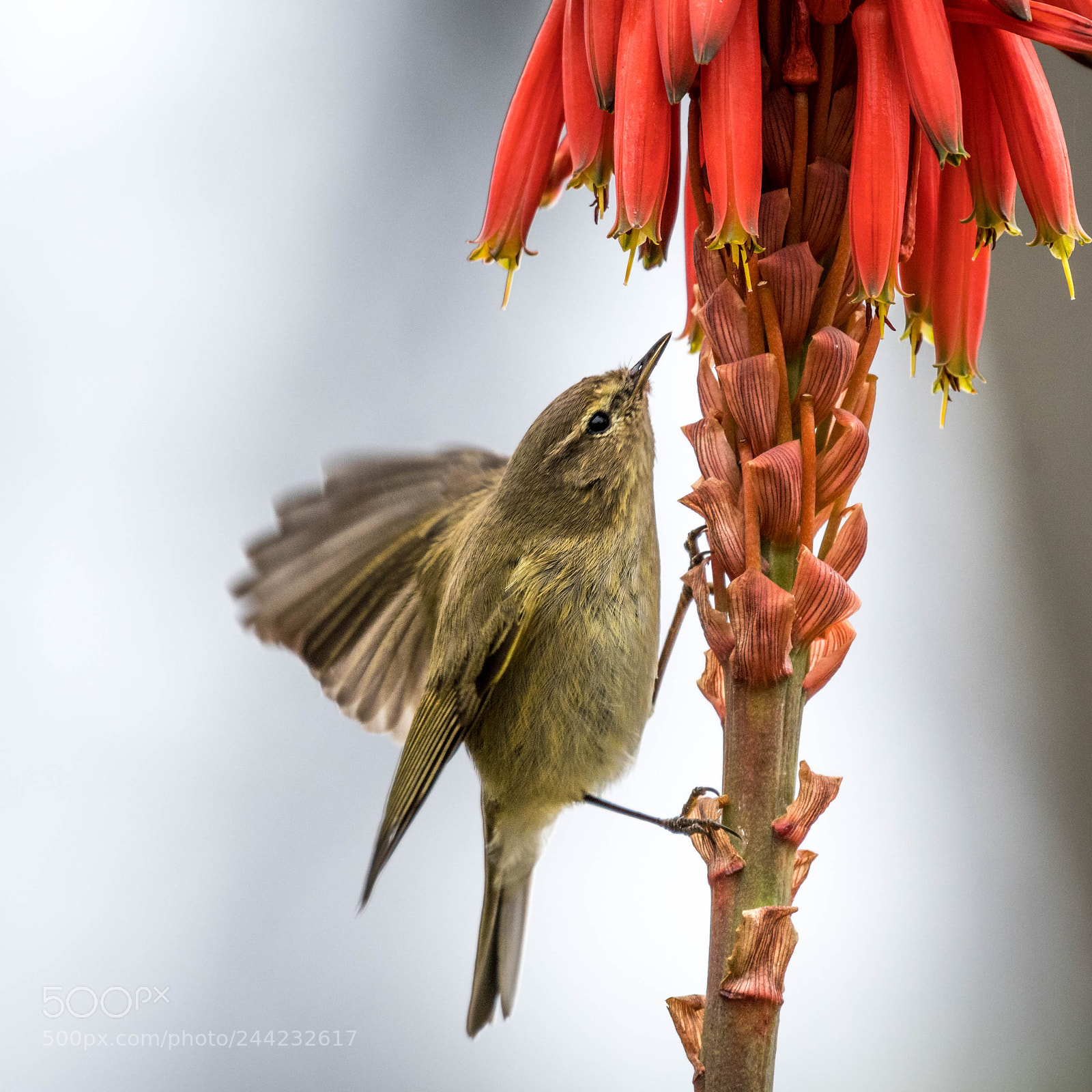 Nikon D500 sample photo. Aves photography