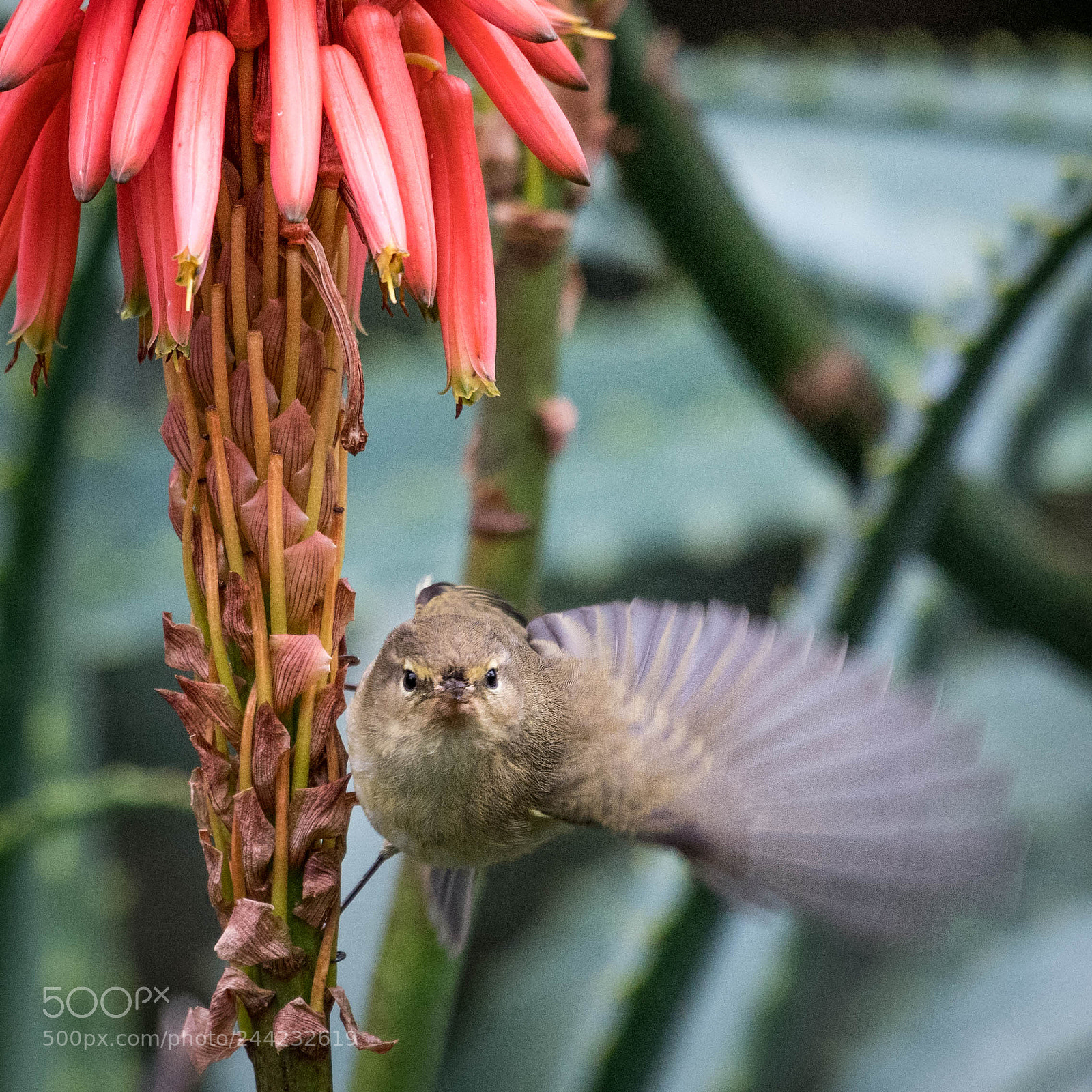 Nikon D500 sample photo. Aves photography