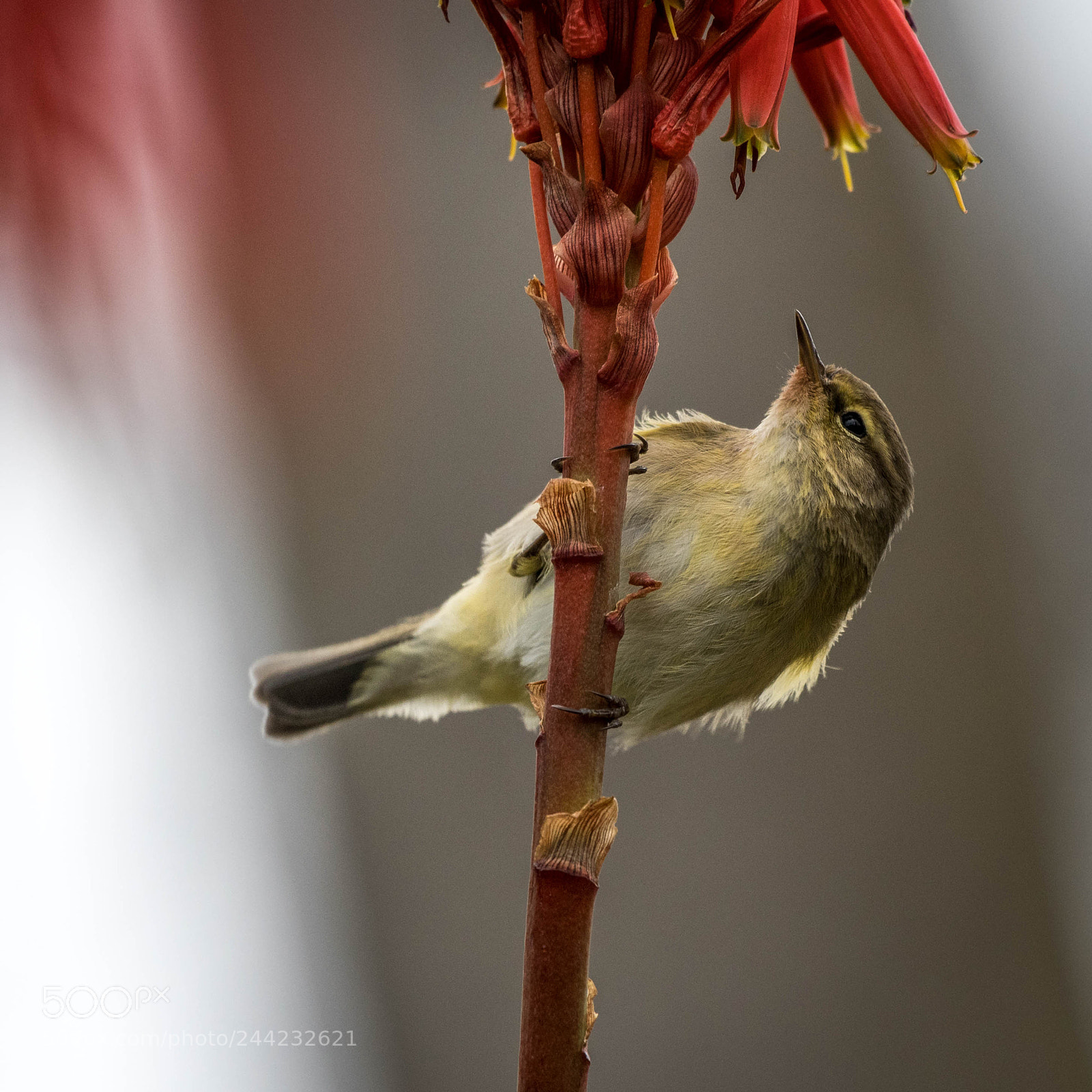 Nikon D500 sample photo. Aves photography