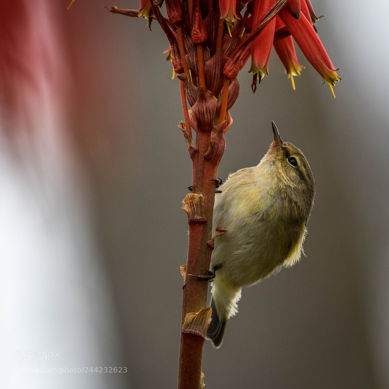 Nikon D500 sample photo. Aves photography
