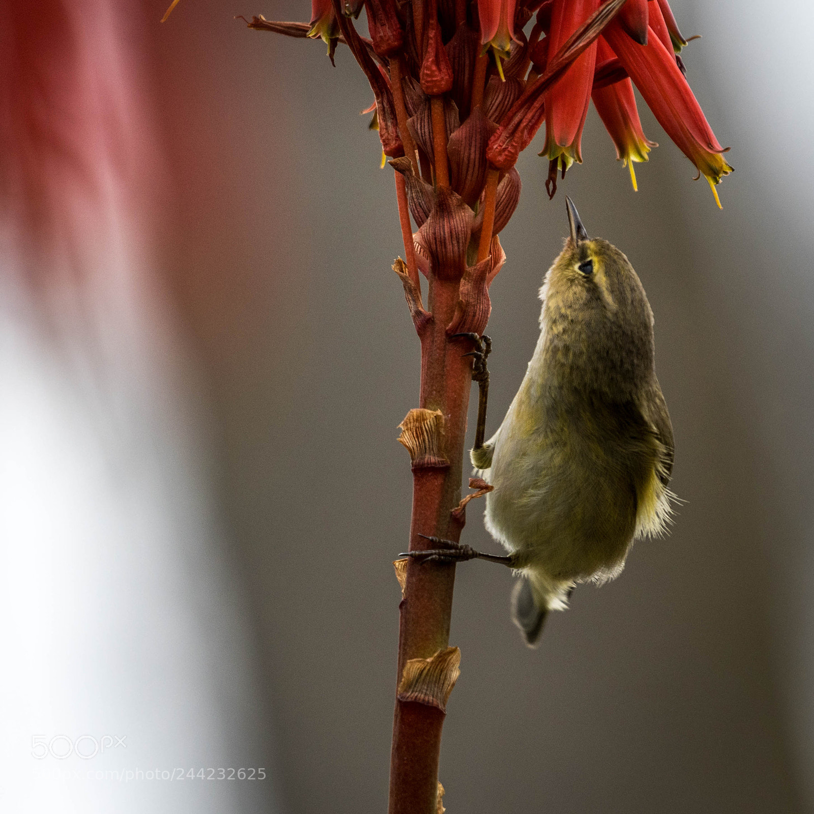 Nikon D500 sample photo. Aves photography