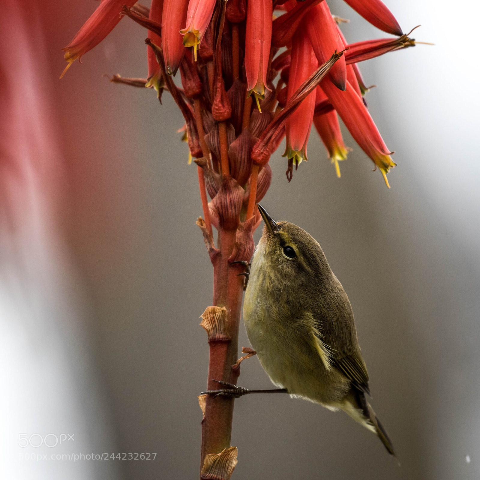 Nikon D500 sample photo. Aves photography