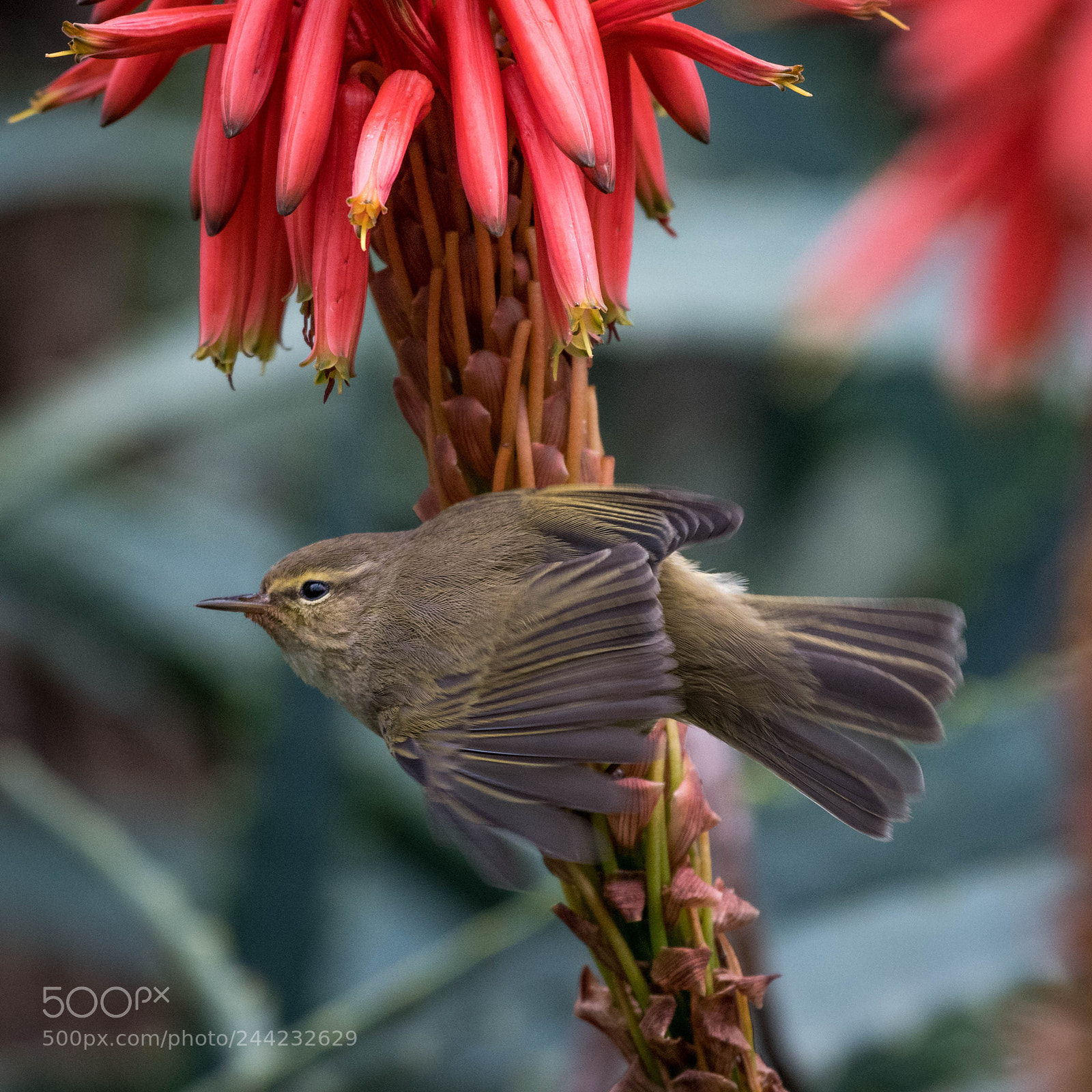 Nikon D500 sample photo. Aves photography