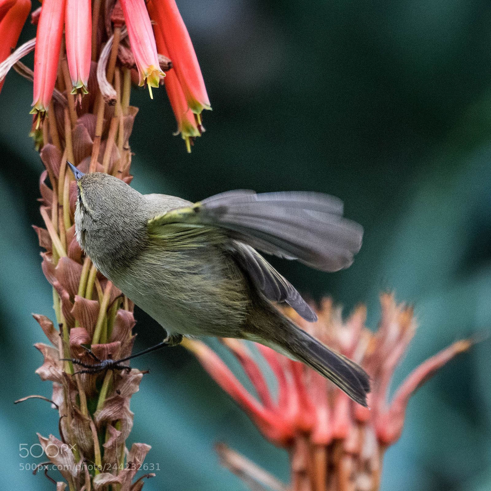 Nikon D500 sample photo. Aves photography