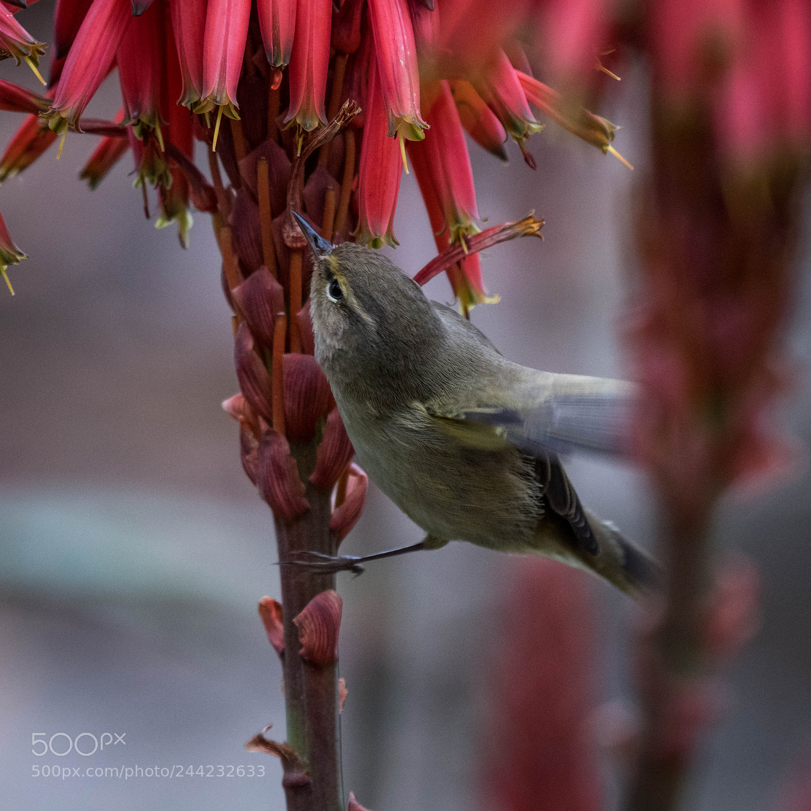 Nikon D500 sample photo. Aves photography