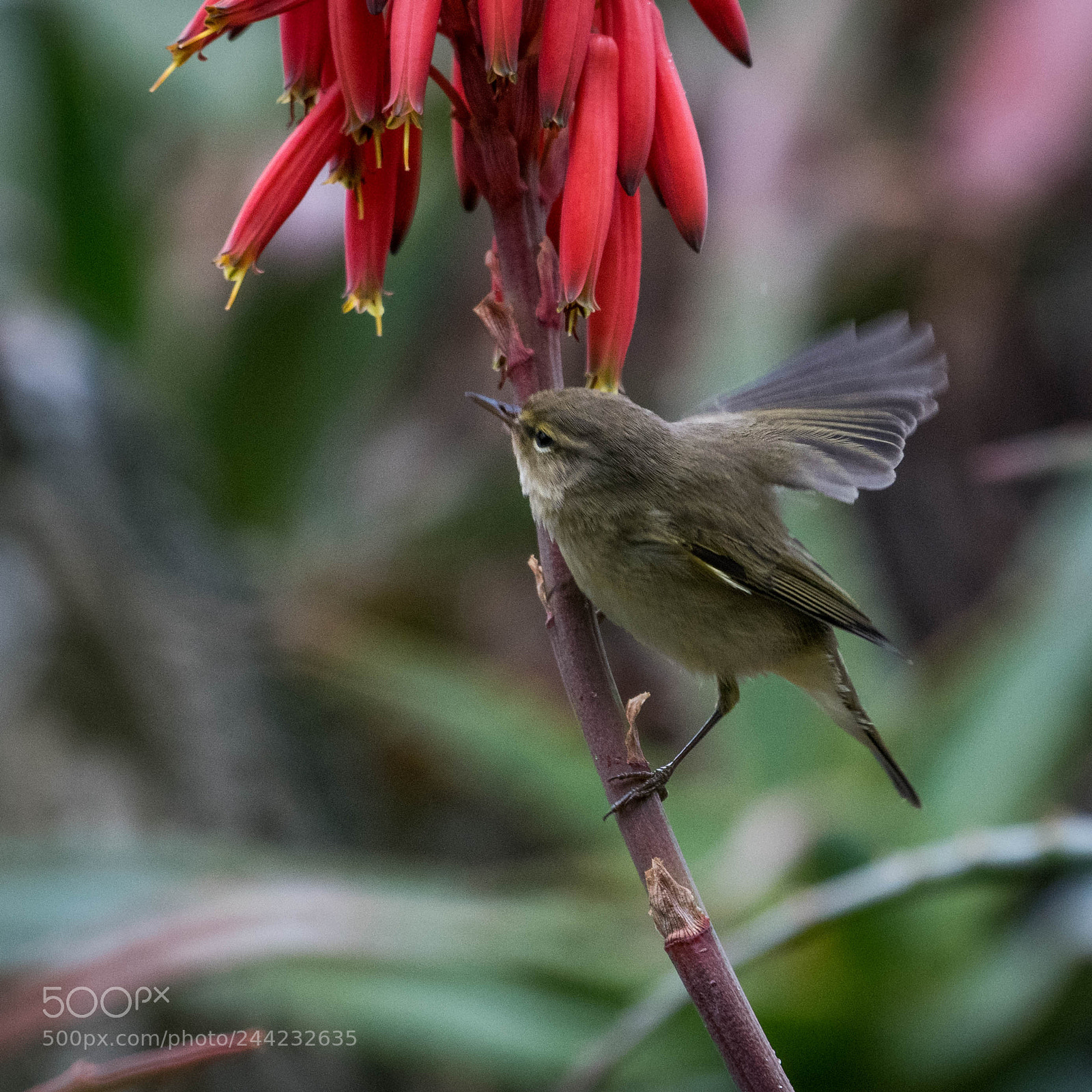 Nikon D500 sample photo. Aves photography
