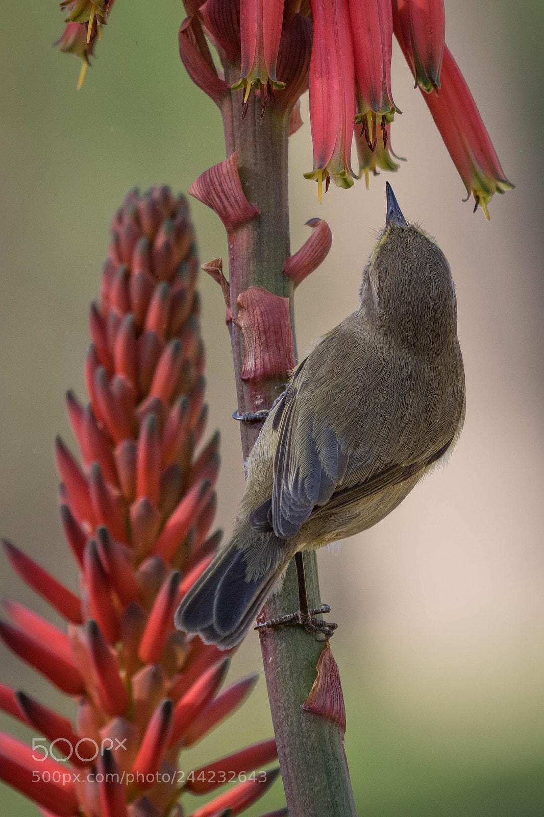 Nikon D500 sample photo. Aves photography