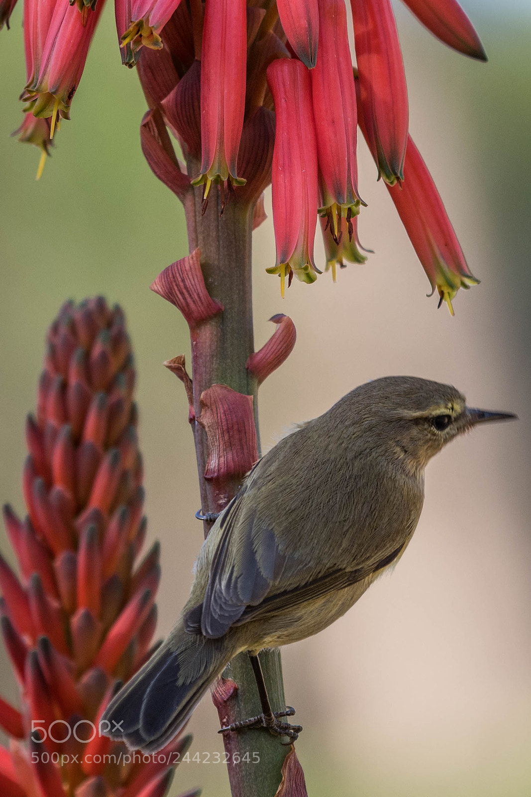 Nikon D500 sample photo. Aves photography