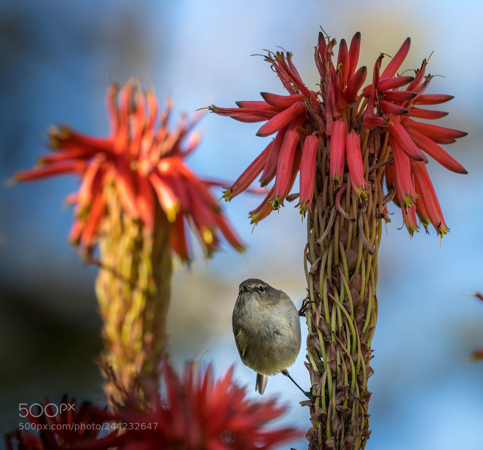 Nikon D500 sample photo. Aves photography