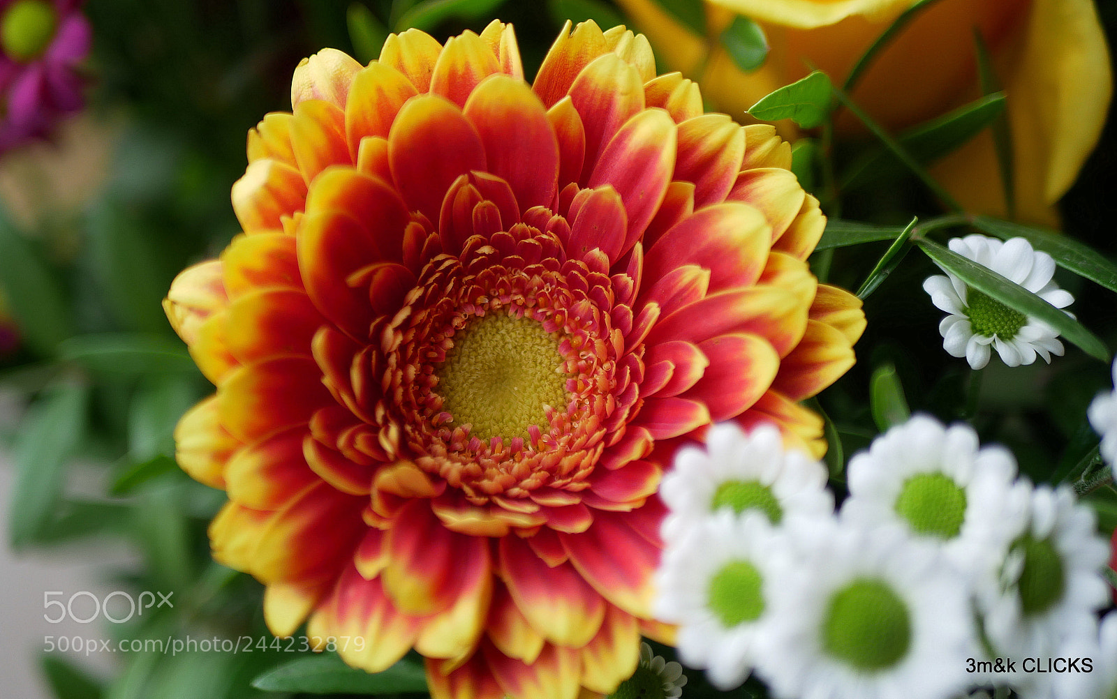 Panasonic Lumix DMC-G85 (Lumix DMC-G80) sample photo. Flowers... photography
