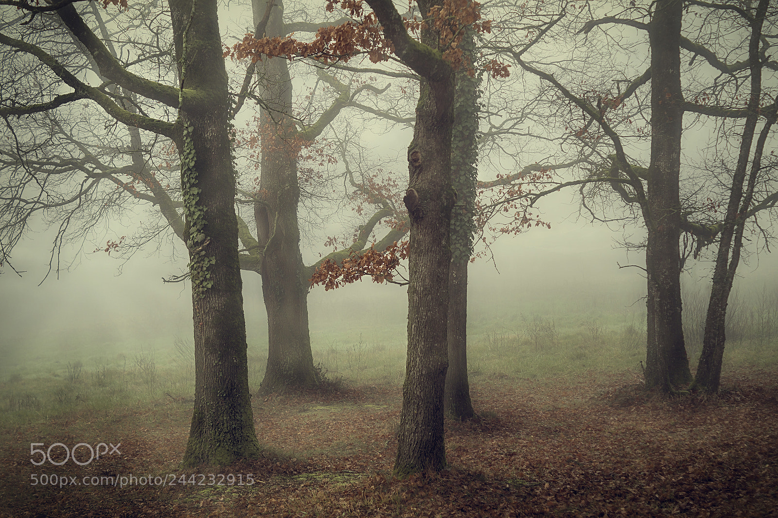 Sony ILCA-77M2 sample photo. Fog machine photography