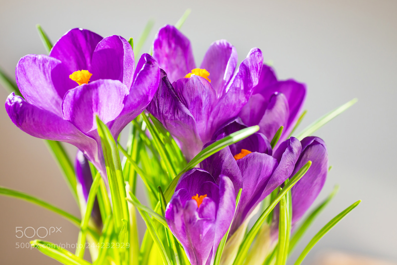 Nikon D800 sample photo. First spring flowers, bouquet photography