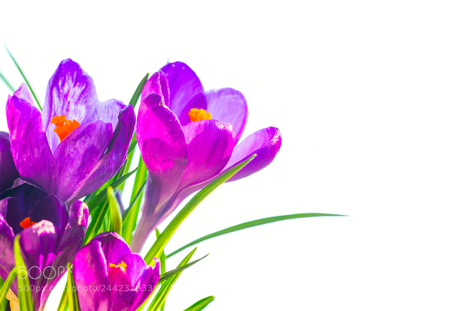 Nikon D800 sample photo. First spring flowers, bouquet photography