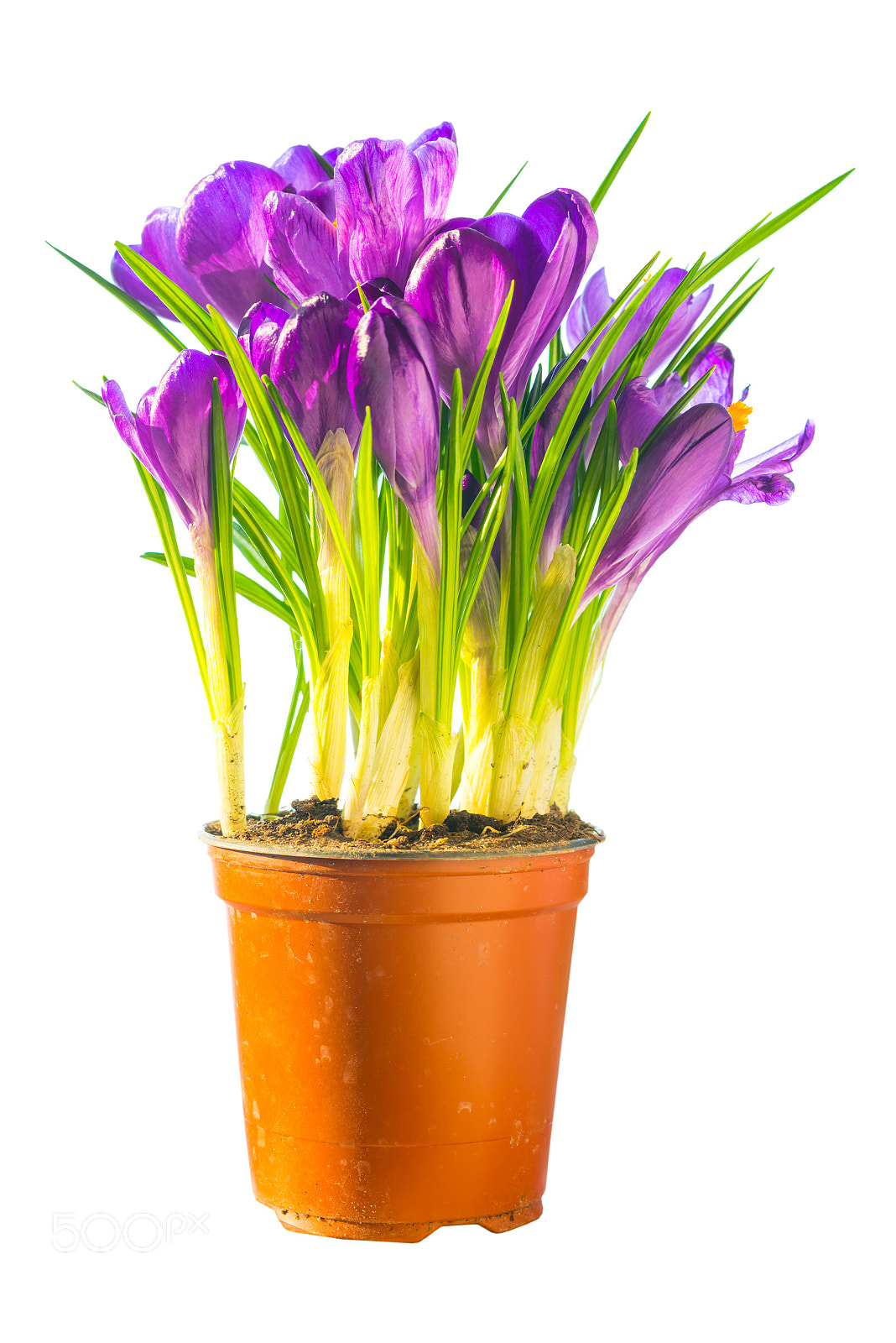 Nikon D800 sample photo. Bouquet of purple flowers photography