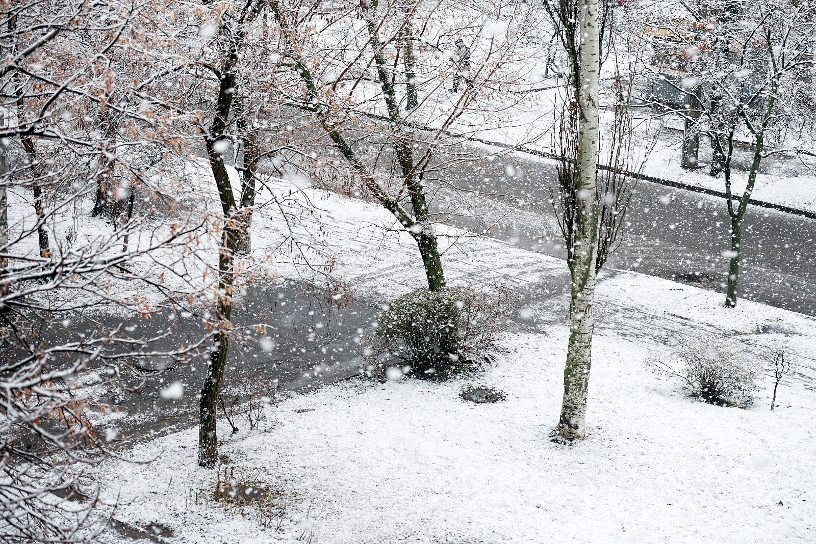Nikon D800 sample photo. Snowfall in winter park photography