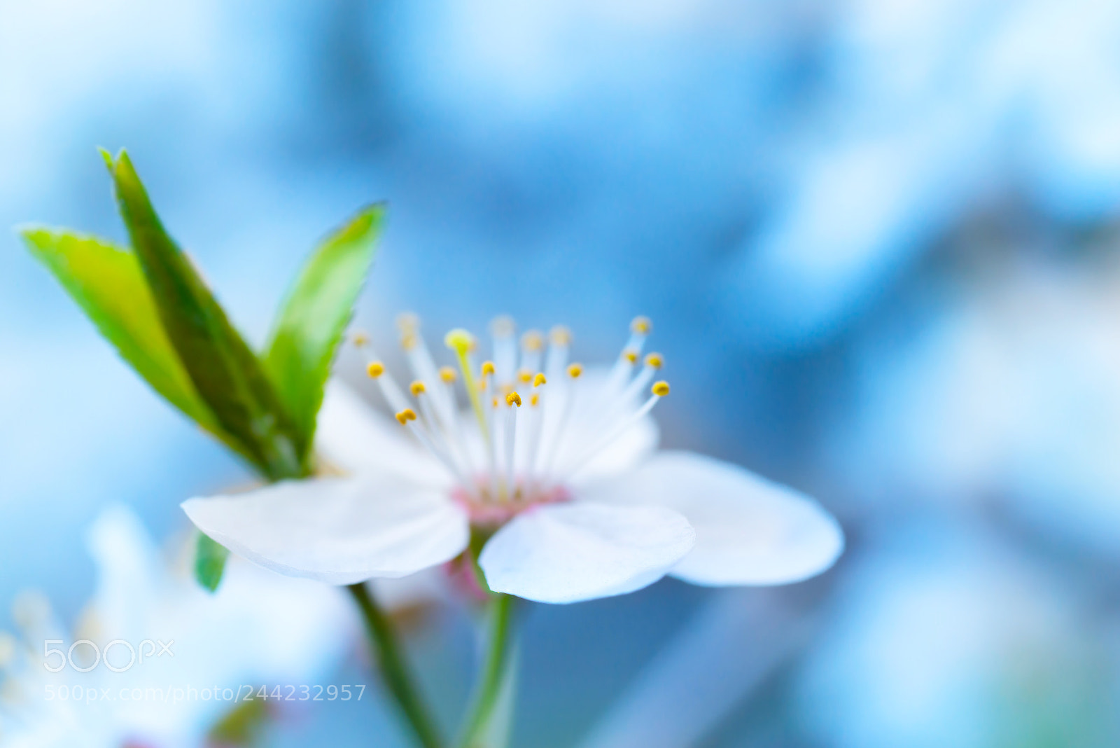 Nikon D800 sample photo. Spring blossoming white spring photography
