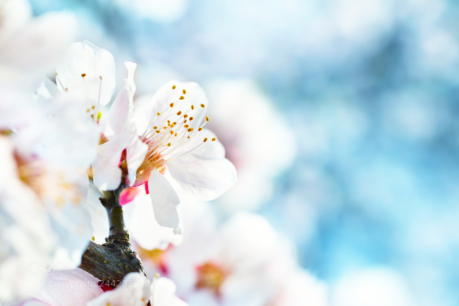Nikon D800 sample photo. White flowers on plum photography
