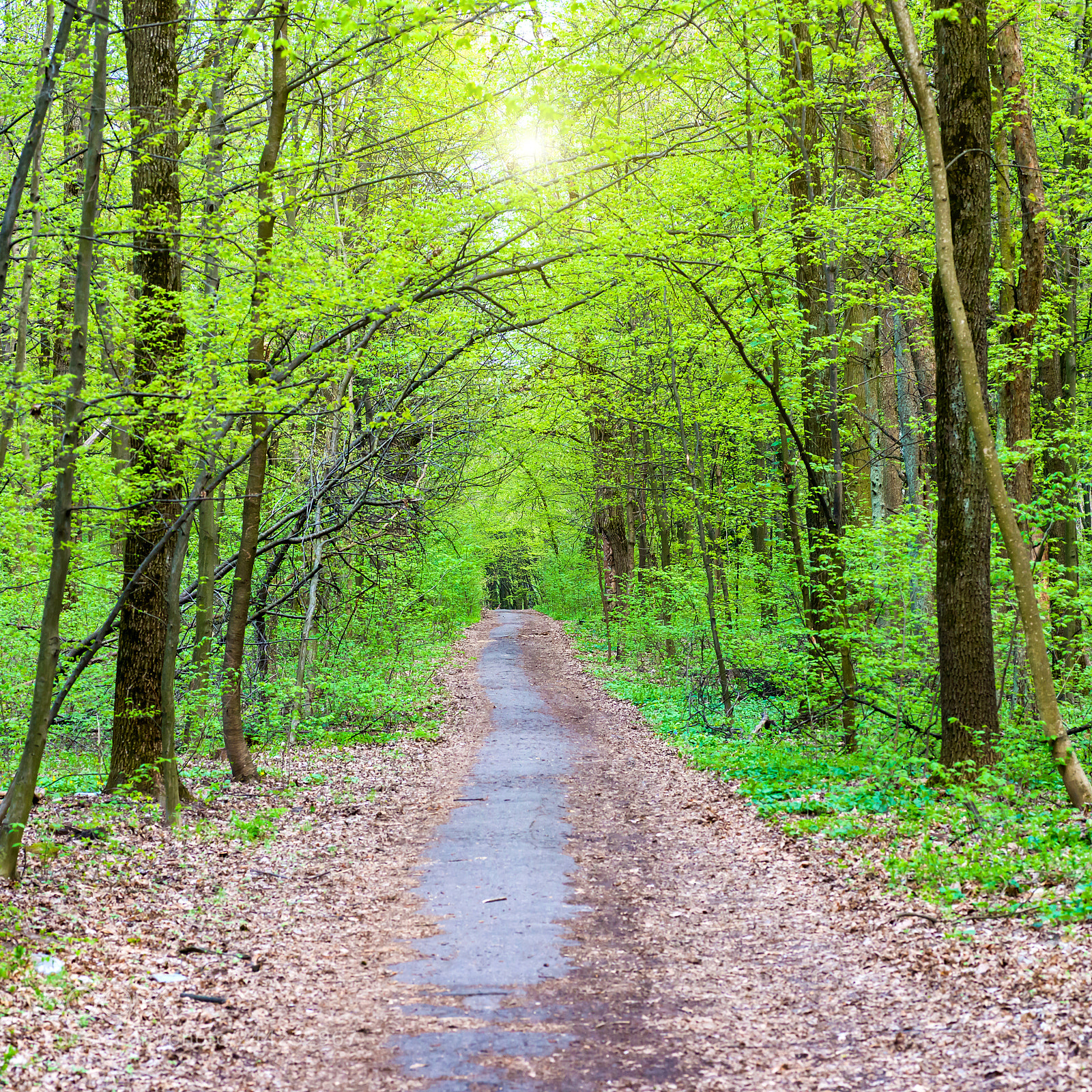 Nikon D800 sample photo. Path in beautiful green photography