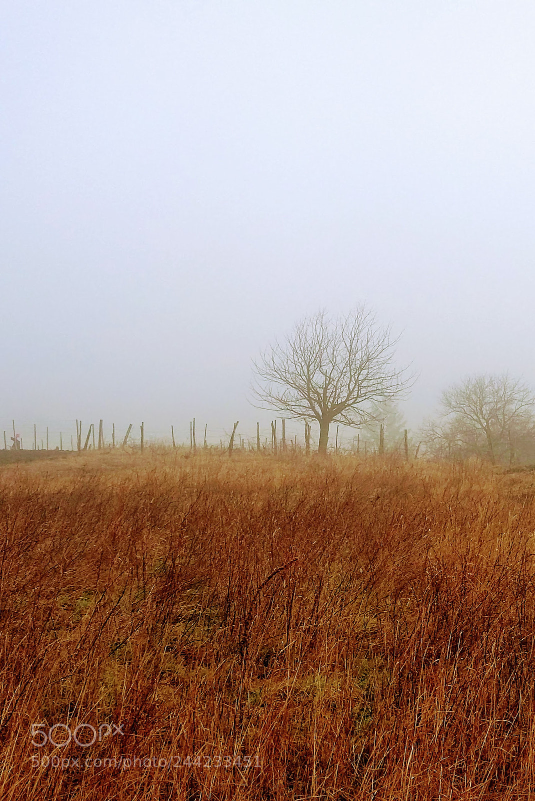 Samsung Galaxy A3 sample photo. Foggy morning photography