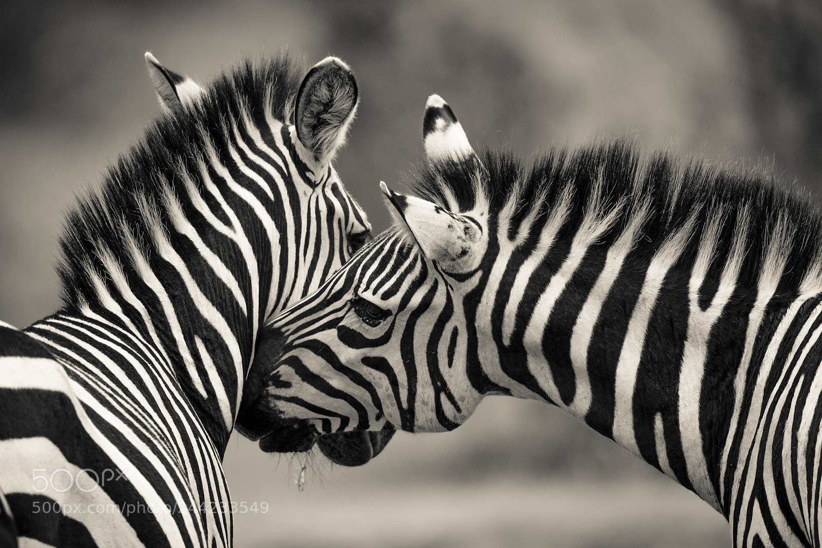 Canon EOS 7D Mark II sample photo. Zebra love photography