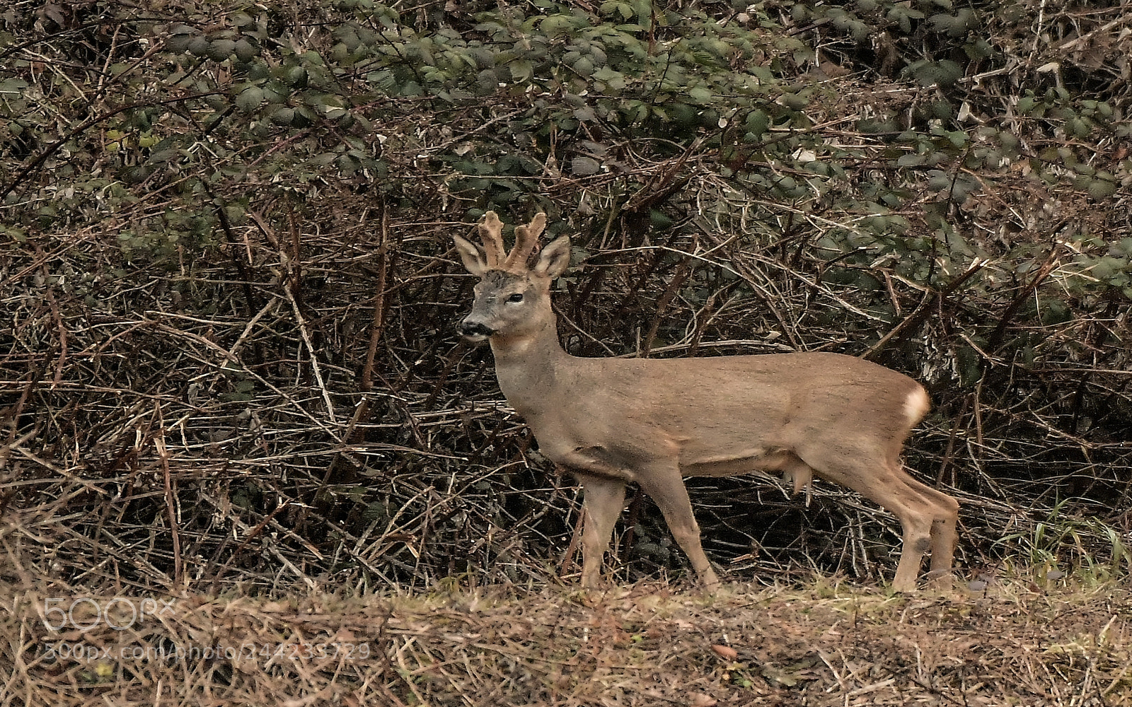 Nikon D500 sample photo. Chevreuil photography