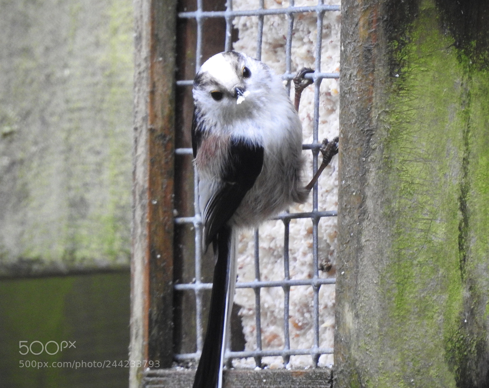 Nikon Coolpix P900 sample photo. Long tailed tit.... photography