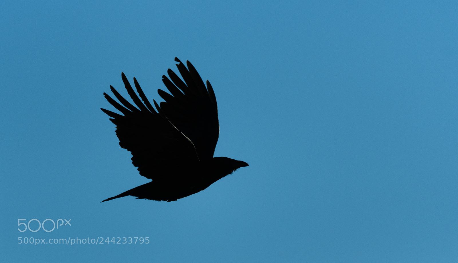 Nikon D500 sample photo. Carrion crow january photography