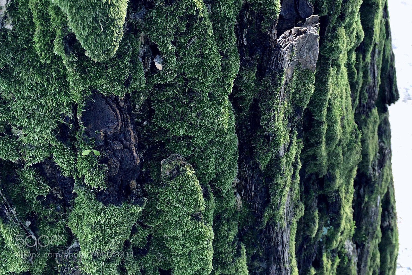 Apple iPhone 5s sample photo. Tree photography