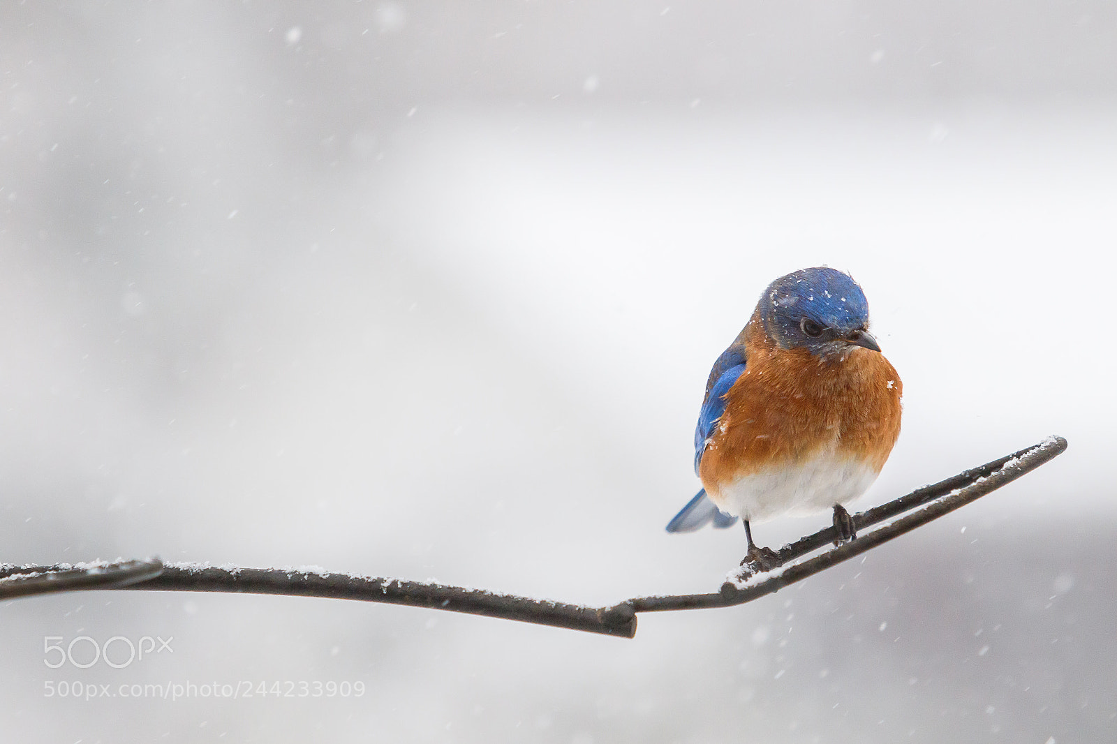 Canon EOS 7D Mark II sample photo. Eastern bluebird photography