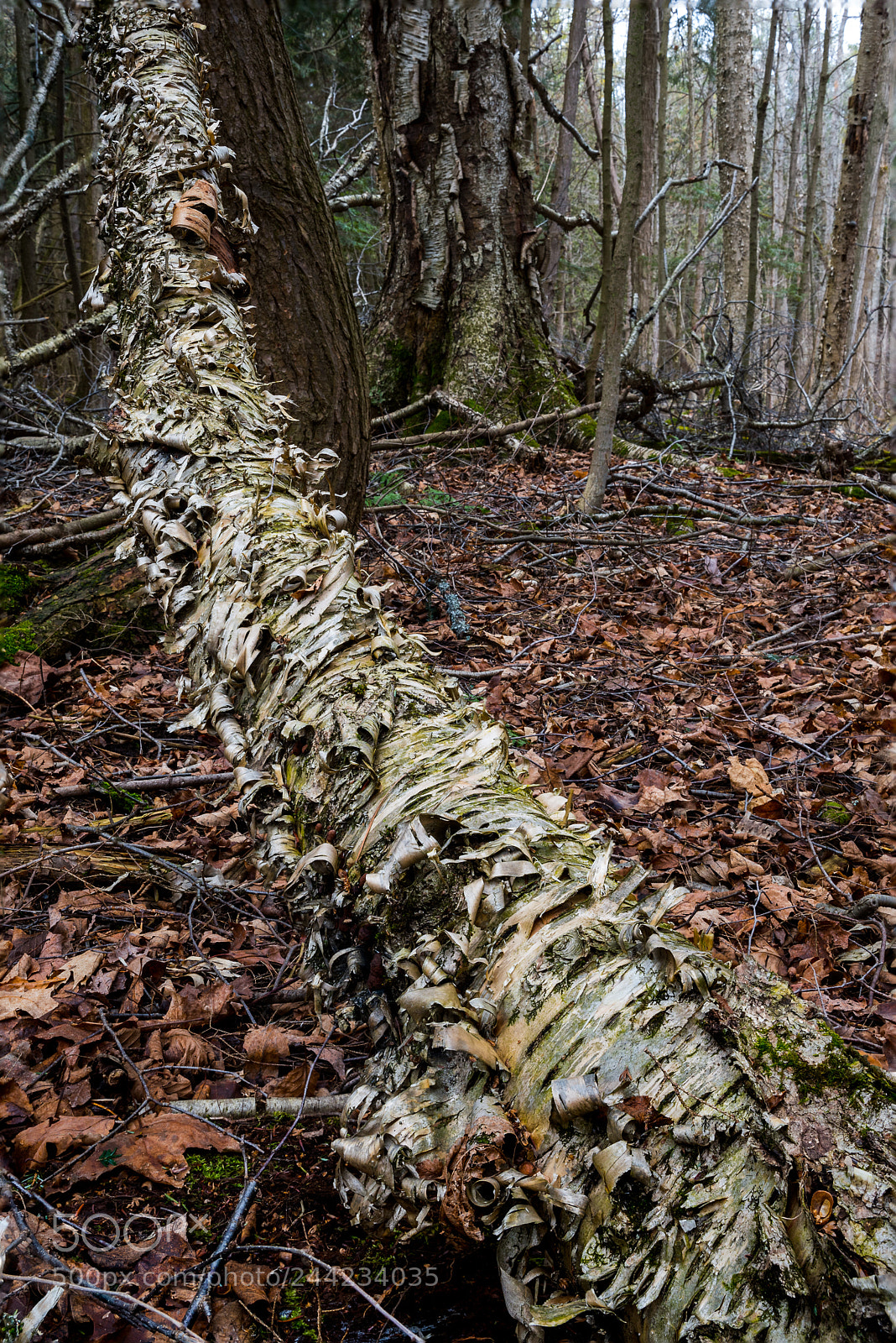 Nikon D500 sample photo. Birch photography