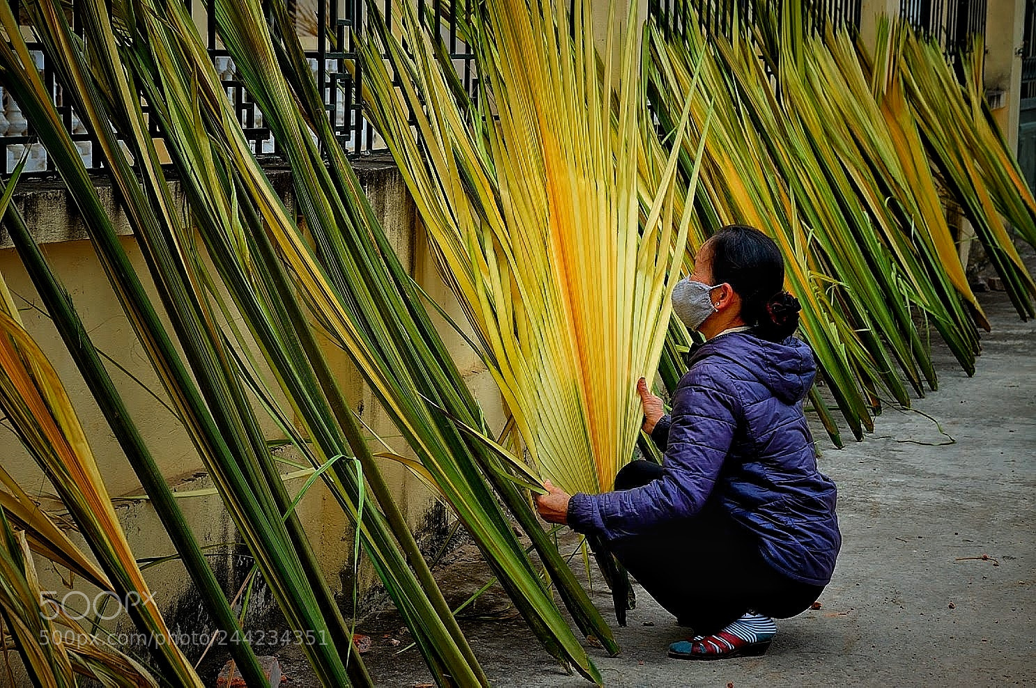 Nikon D3200 sample photo. Drying palm fronds photography