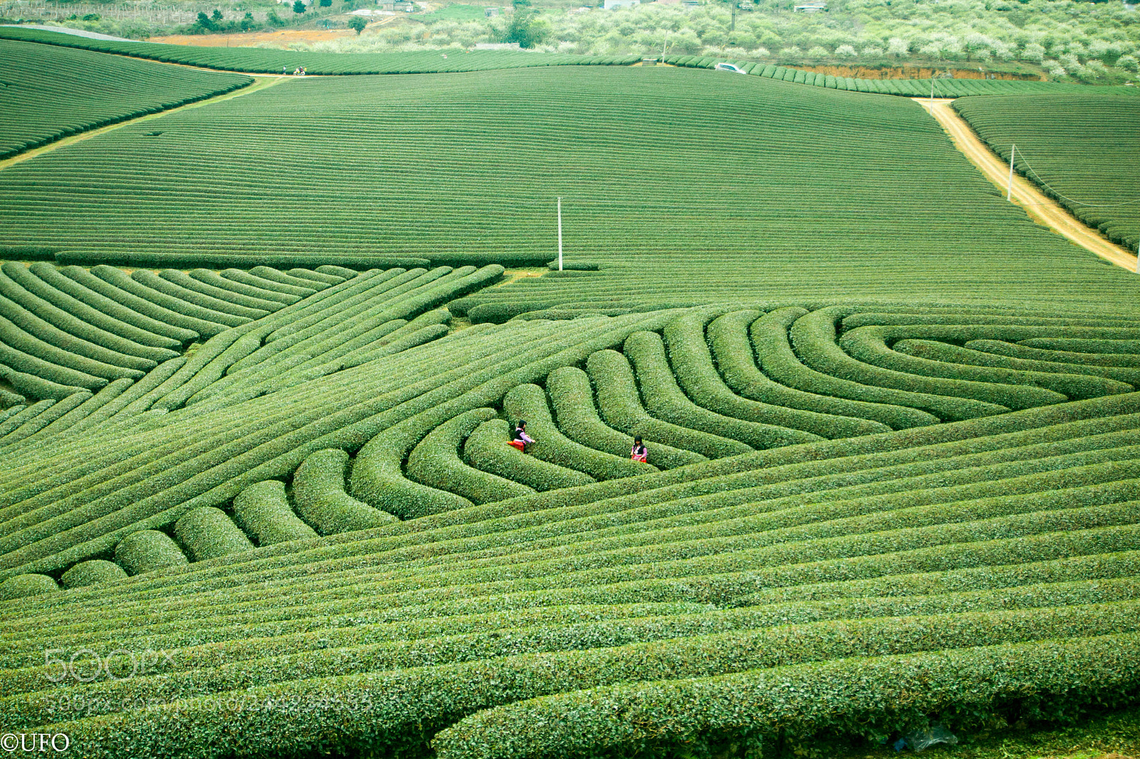 Canon EOS 40D sample photo. On the fields photography