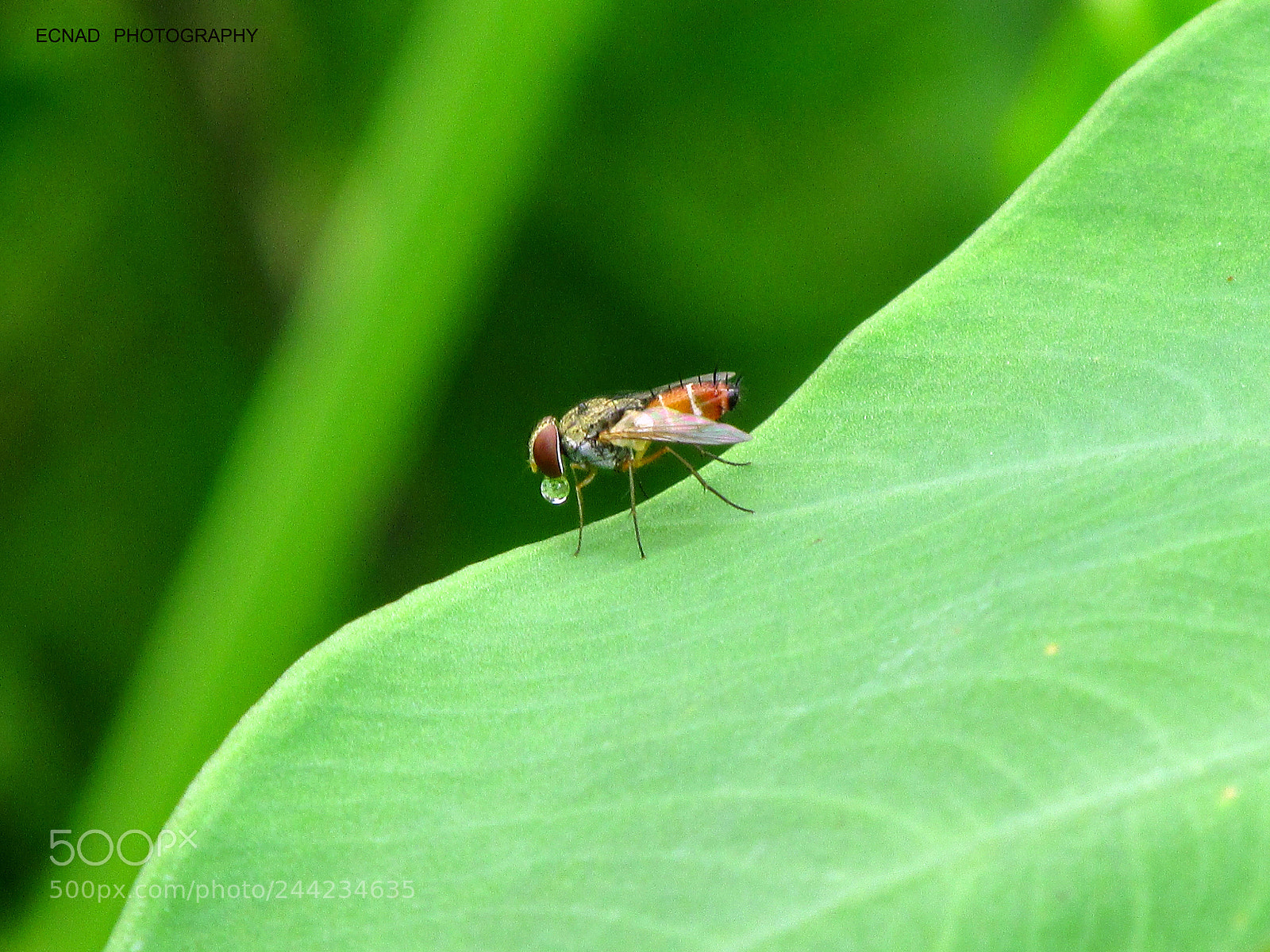Canon PowerShot SX170 IS sample photo. Droplet counts  photography