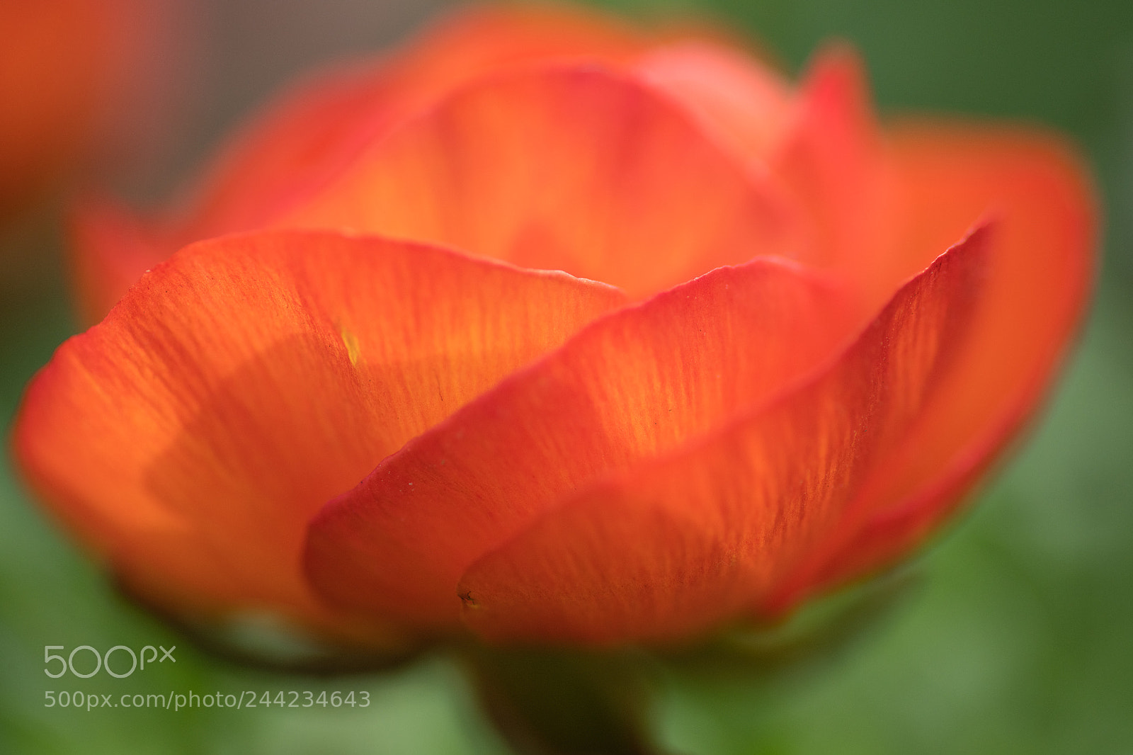 Nikon D850 sample photo. Petals photography
