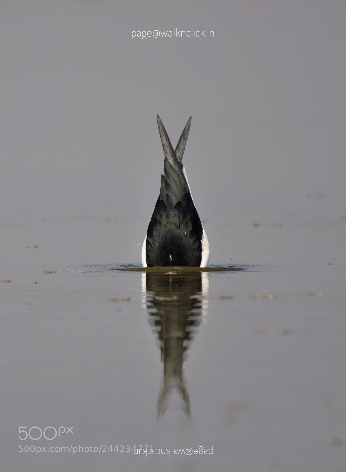 Nikon D90 sample photo. Black-winged stilt photography