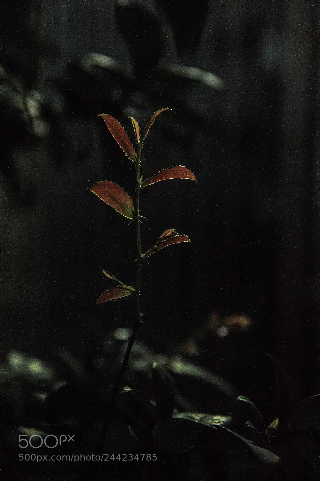 Nikon D700 sample photo. Spring comes. photography