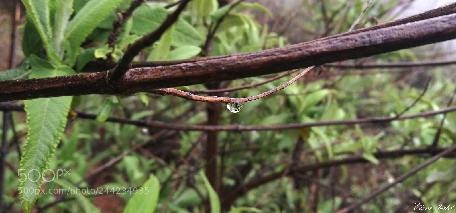 HUAWEI P9 Plus sample photo. Lagrima de lluvia! photography