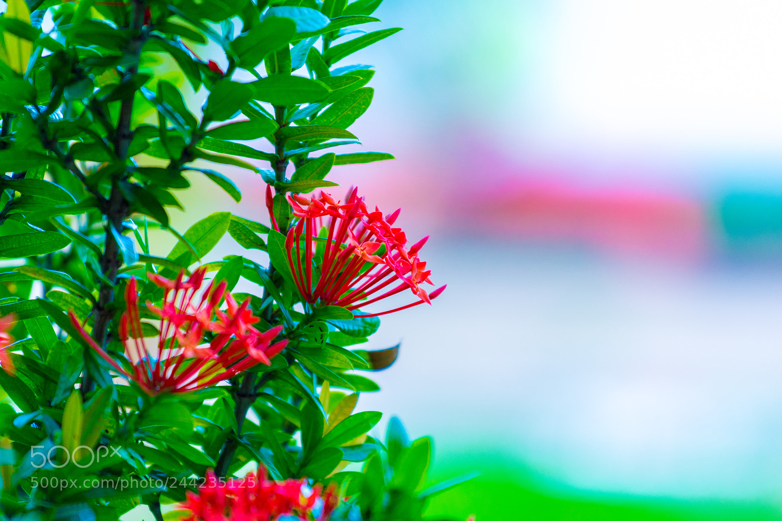 Nikon D7100 sample photo. Consegue achar as formigas? photography
