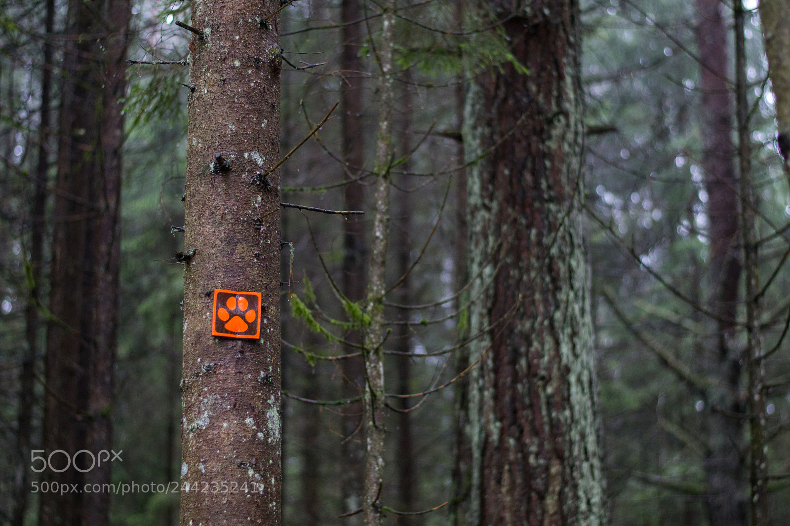 Nikon D3100 sample photo. Forest signs photography