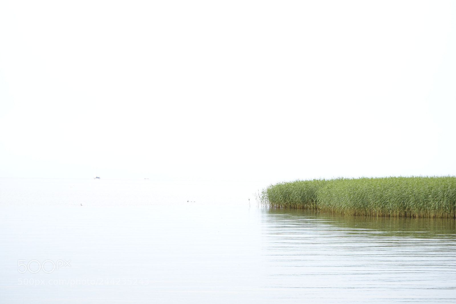 Nikon D3100 sample photo. Grass by the sea photography