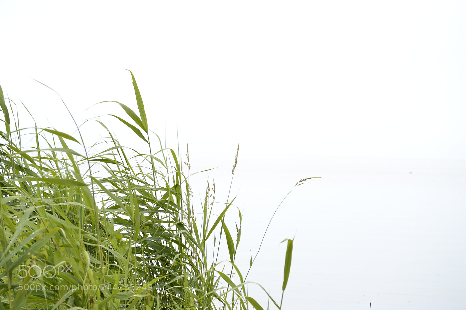 Nikon D3100 sample photo. Green grass by the photography