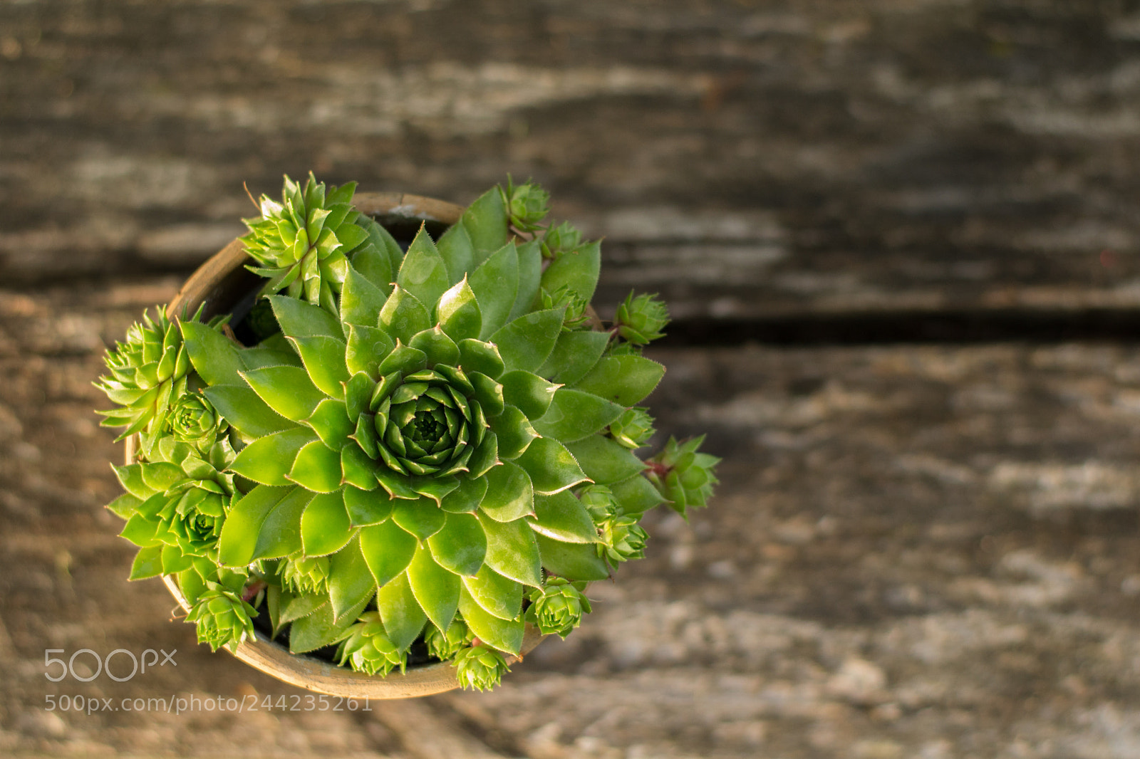 Nikon D3100 sample photo. Succulent photography